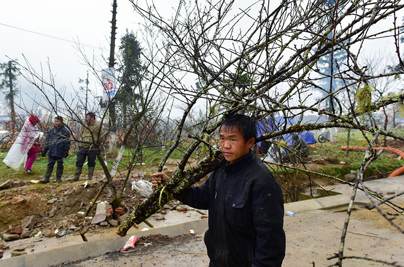 Năm nhuận, đào rừng Sa Pa nở sớm, giá tăng cao trước khi ra chợ Tết